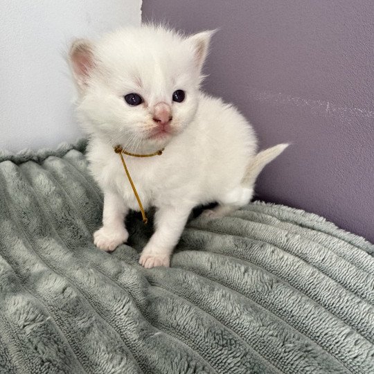 ATLAS de Clénatal Mâle Ragdoll