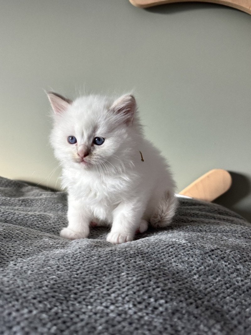 ATLAS APPY de Clénatal Mâle Ragdoll ATLAS APPY de Clénatal Mâle Ragdoll