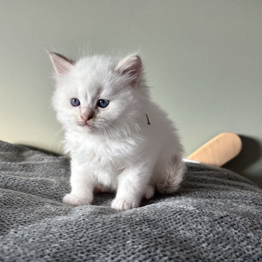 ATLAS APPY de Clénatal Mâle Ragdoll