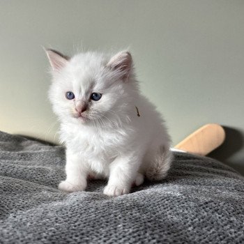 chaton Ragdoll lilac tabby point mitted ATLAS APPY La Chatterie de Clénatal chaton Ragdoll lilac tabby point mitted ATLAS APPY La Chatterie de Clénatal