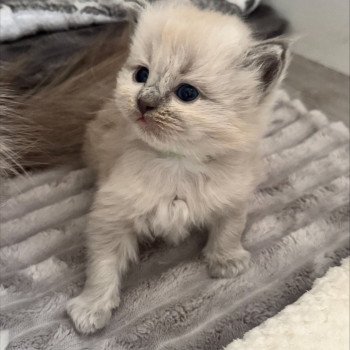 chaton Ragdoll blue mink ATOME COLLIER VERT La Chatterie de Clénatal
