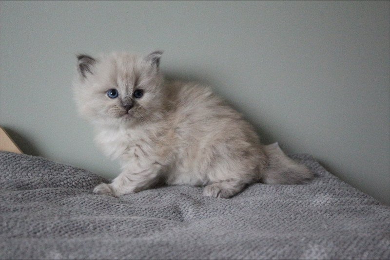 ATOME COLLIER VERT de Clénatal Mâle Ragdoll