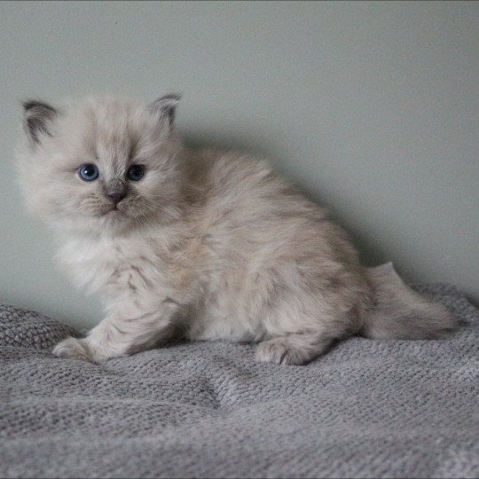 ATOME AZUR de Clénatal Mâle Ragdoll