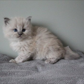 chaton Ragdoll blue mink ATOME COLLIER VERT La Chatterie de Clénatal
