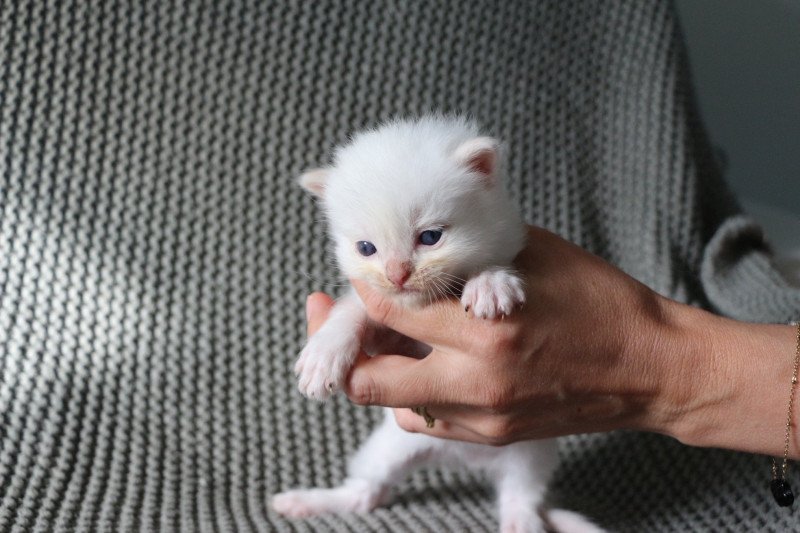 ATOMIC de Clénatal Mâle Ragdoll ATOMIC de Clénatal Mâle Ragdoll