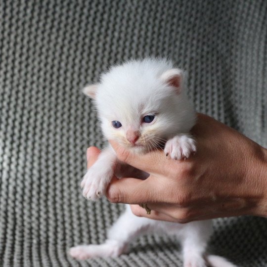 ATOMIC de Clénatal Mâle Ragdoll