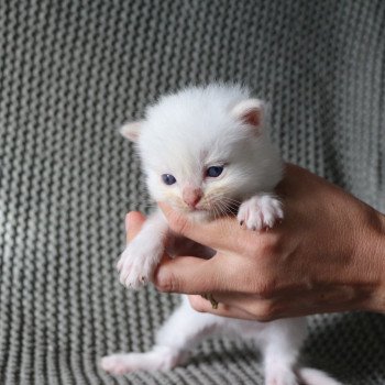 chaton Ragdoll cream point mitted ATOMIC La Chatterie de Clénatal chaton Ragdoll cream point mitted ATOMIC La Chatterie de Clénatal