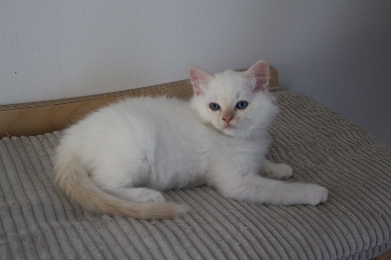 ATOMIC AÏKO de Clénatal Mâle Ragdoll ATOMIC AÏKO de Clénatal Mâle Ragdoll