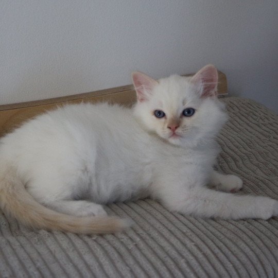 ATOMIC AÏKO de Clénatal Mâle Ragdoll