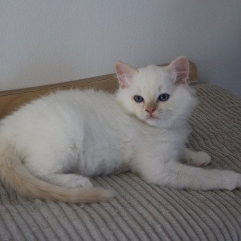 chaton Ragdoll cream point mitted ATOMIC La Chatterie de Clénatal chaton Ragdoll cream point mitted ATOMIC La Chatterie de Clénatal