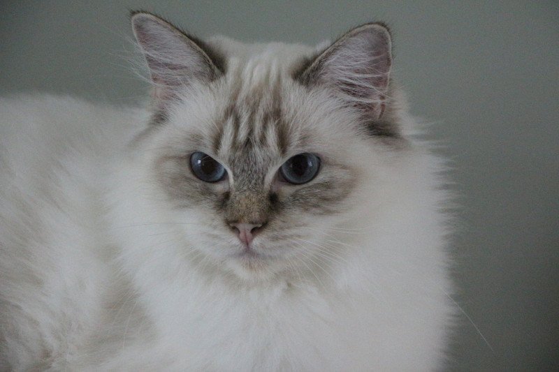 Averey Over The Moon Femelle Ragdoll