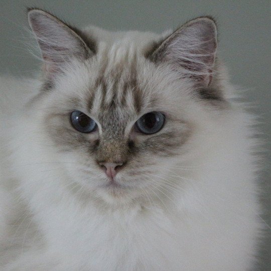 Averey Over The Moon Femelle Ragdoll