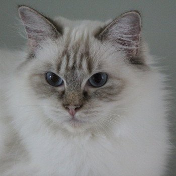 Averey Over The Moon Femelle Ragdoll