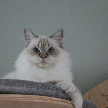 chat Ragdoll chocolate tabby point mitted Averey La Chatterie de Clénatal