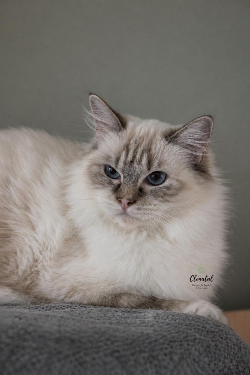 Averey Over The Moon Femelle Ragdoll