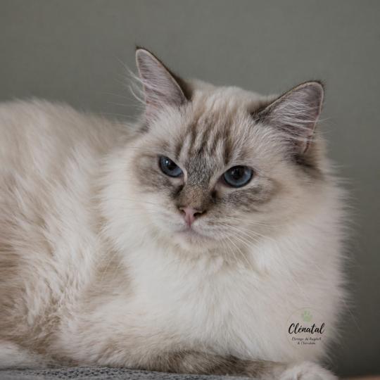 Averey Over The Moon Femelle Ragdoll