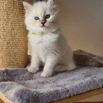 chat Ragdoll chocolate tabby point mitted Averey La Chatterie de Clénatal