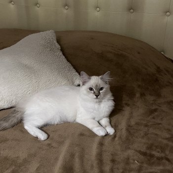chat Ragdoll chocolate tabby point mitted Averey La Chatterie de Clénatal