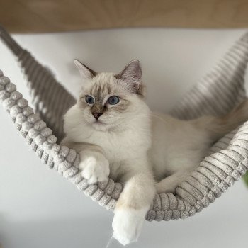 chat Ragdoll chocolate tabby point mitted Averey La Chatterie de Clénatal
