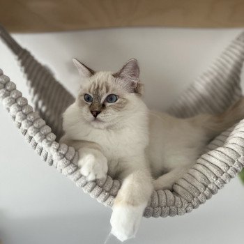 Averey Over The Moon Femelle Ragdoll