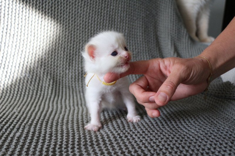 AWAÏ de Clénatal Mâle Ragdoll