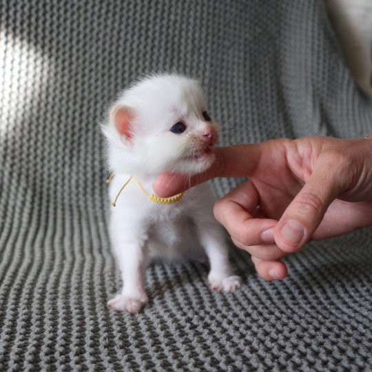 AWAÏ de Clénatal Mâle Ragdoll