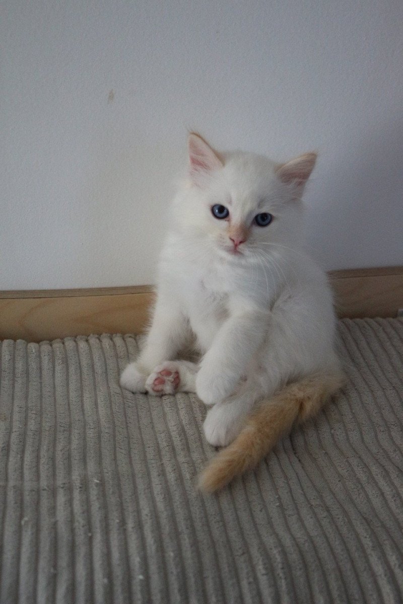 AWAÏ de Clénatal Mâle Ragdoll