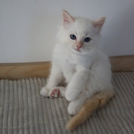 AWAÏ de Clénatal Mâle Ragdoll