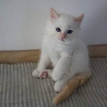 chaton Ragdoll red point mitted AWAÏ La Chatterie de Clénatal