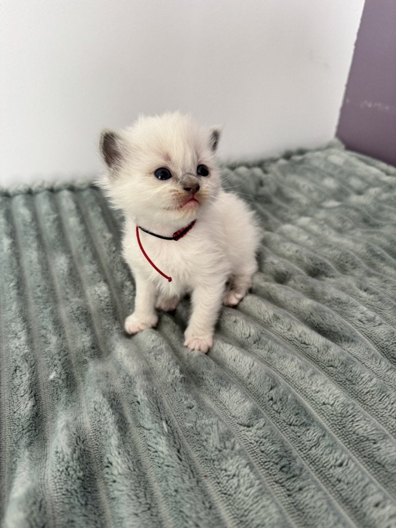 AZUR AIKO de Clénatal Femelle Ragdoll