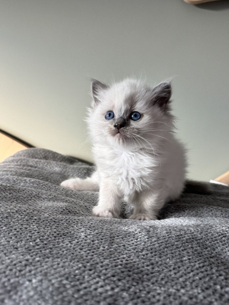 AZUR AIKO de Clénatal Femelle Ragdoll AZUR AIKO de Clénatal Femelle Ragdoll