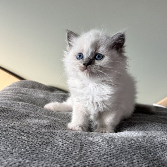 AZUR AIKO de Clénatal Femelle Ragdoll