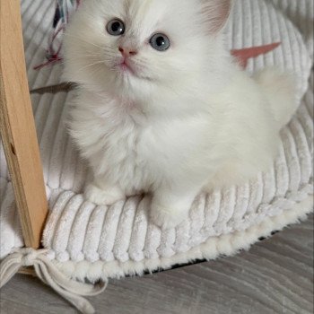 chaton Ragdoll fawn mink AZURA COLLIER ROSE La Chatterie de Clénatal