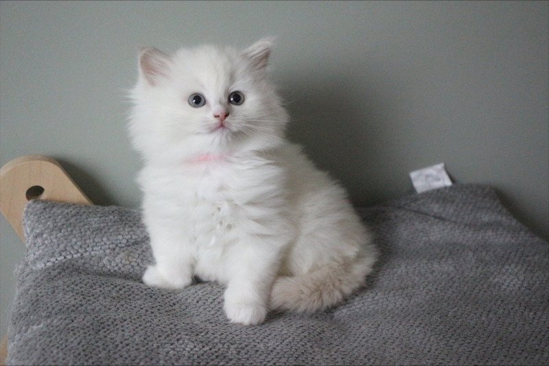 AZURA COLLIER ROSE de Clénatal Femelle Ragdoll