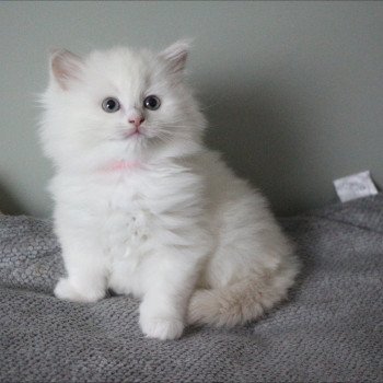 chaton Ragdoll fawn mink mitted AZURA COLLIER ROSE La Chatterie de Clénatal