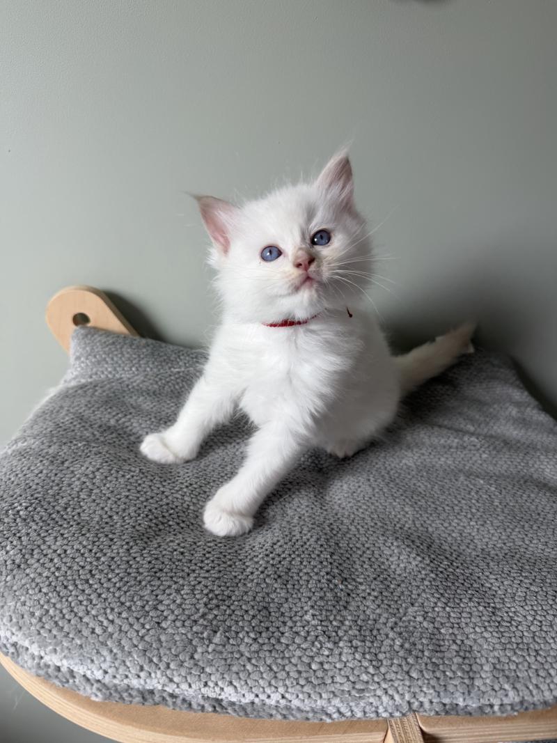 BÉLUGA de Clénatal Mâle Ragdoll