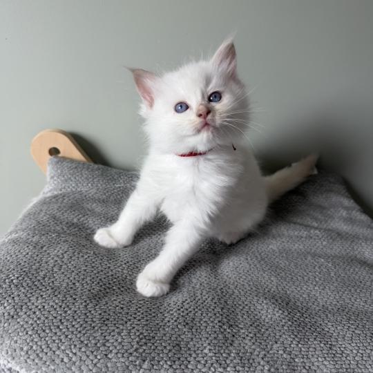 BÉLUGA de Clénatal Mâle Ragdoll