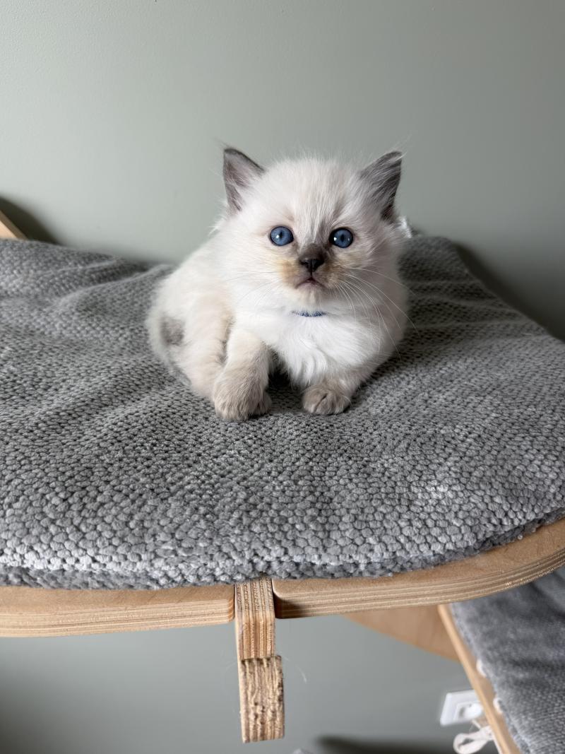 BJORG de Clénatal Mâle Ragdoll