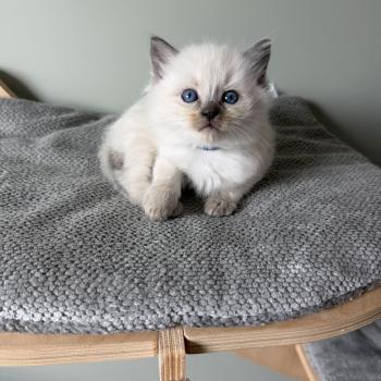 chaton Ragdoll BJORG La Chatterie de Clénatal