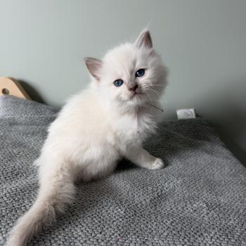 chaton Ragdoll BLOO La Chatterie de Clénatal