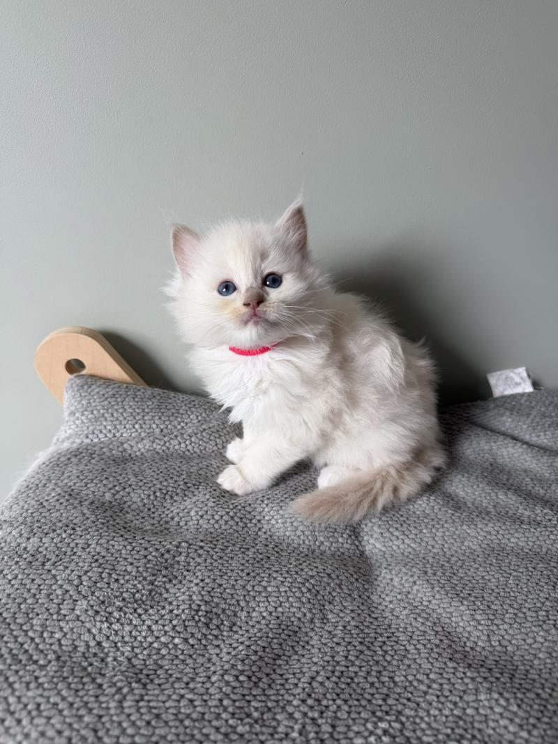 BORÉA de Clénatal Femelle Cherubim