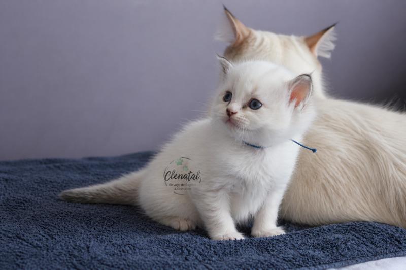 BOUNTY de Clénatal Mâle Ragdoll