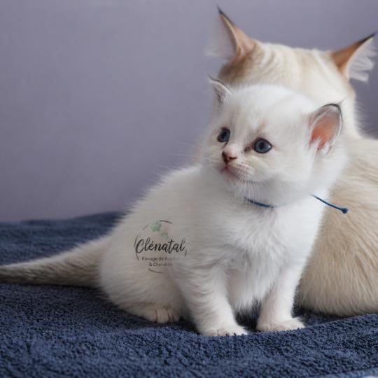 BOUNTY de Clénatal Mâle Ragdoll