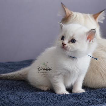 chaton Ragdoll chocolate tabby point mitted BOUNTY La Chatterie de Clénatal