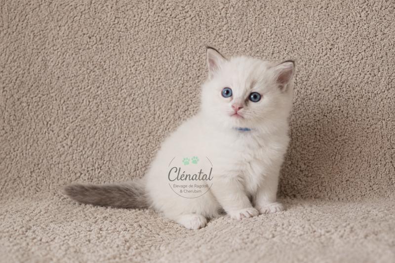 BOUNTY BOWIE de Clénatal Mâle Ragdoll