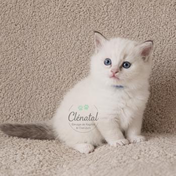 chaton Ragdoll chocolate tabby point mitted BOUNTY La Chatterie de Clénatal