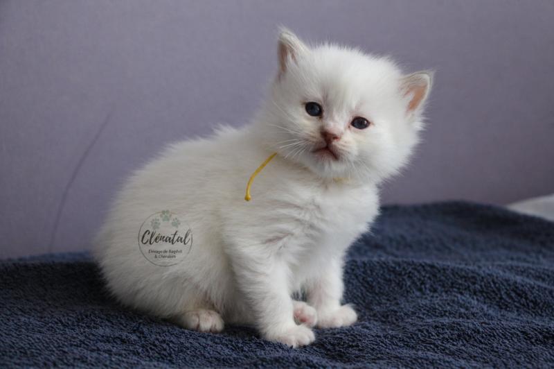 BOUT'CHOU de Clénatal Mâle Ragdoll