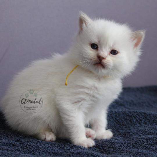 BOUT'CHOU de Clénatal Mâle Ragdoll