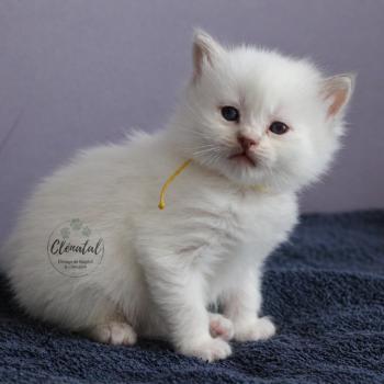 chaton Ragdoll lilac tabby point BOUT'CHOU La Chatterie de Clénatal