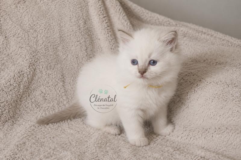 BOUT'CHOU de Clénatal Mâle Ragdoll